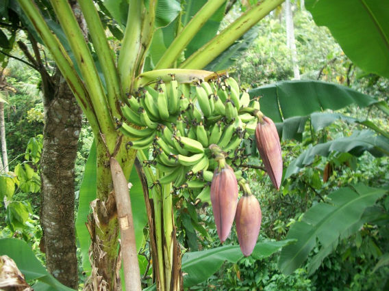 Tandan Pisang